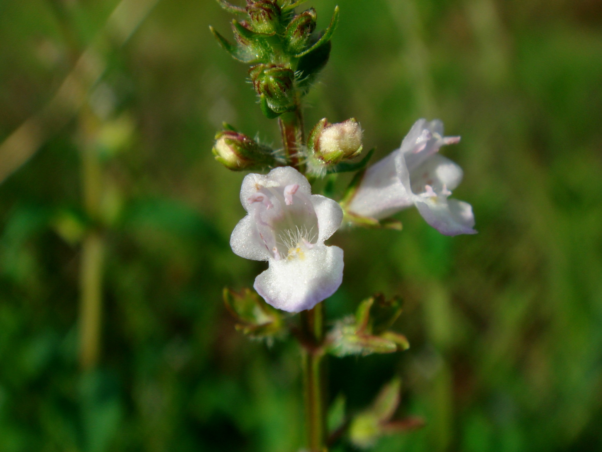 Mosla dianthera (Buchanan-Hamilton ex Roxburgh) Maximovicz
